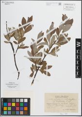 Foto von Salix glauca L. x Salix phylicifolia L.